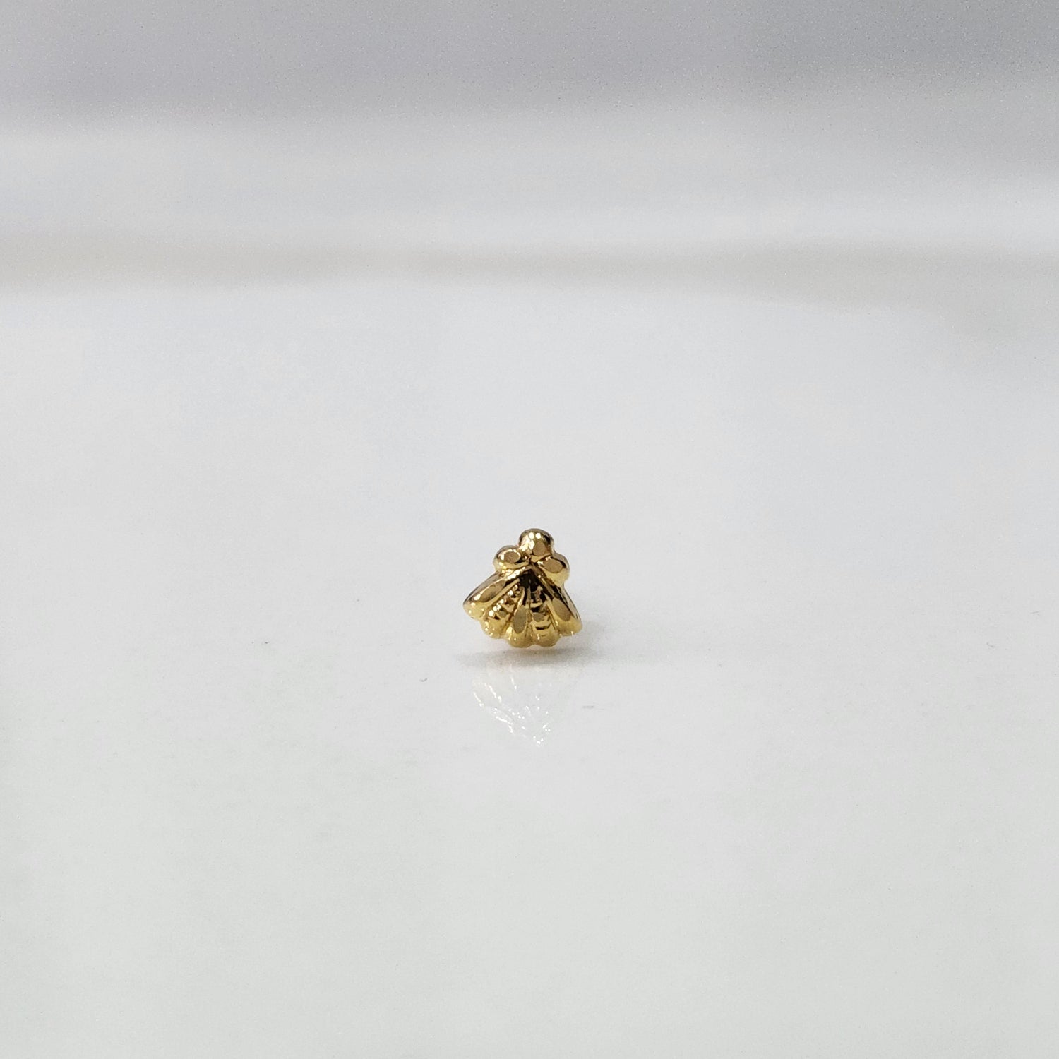 Shell Bloom